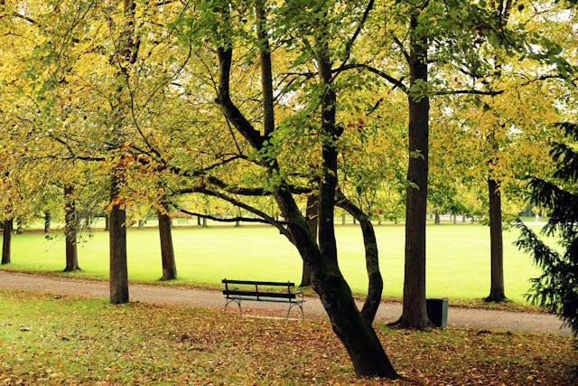 Autumn Park with Empty Bench