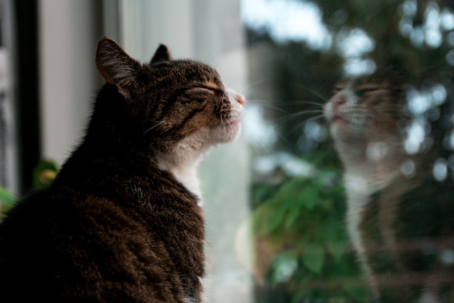 cat looking out window