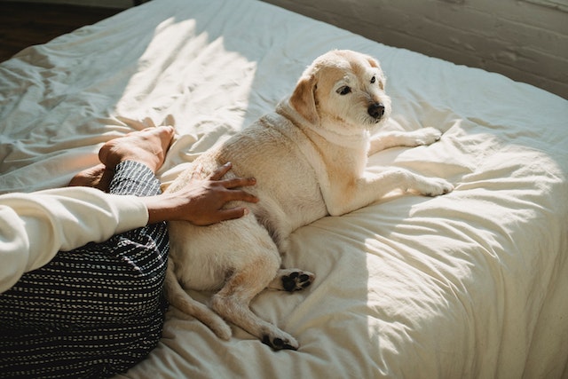 dog at home