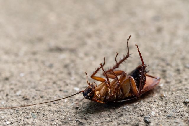 Close-up image of a dead cockroach
